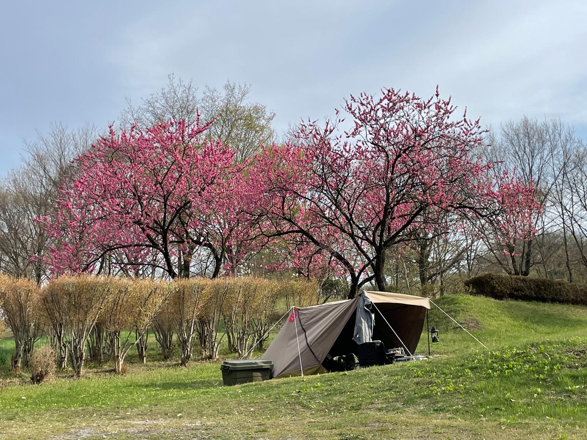 4月中旬はお花見キャンプを楽しめます♪