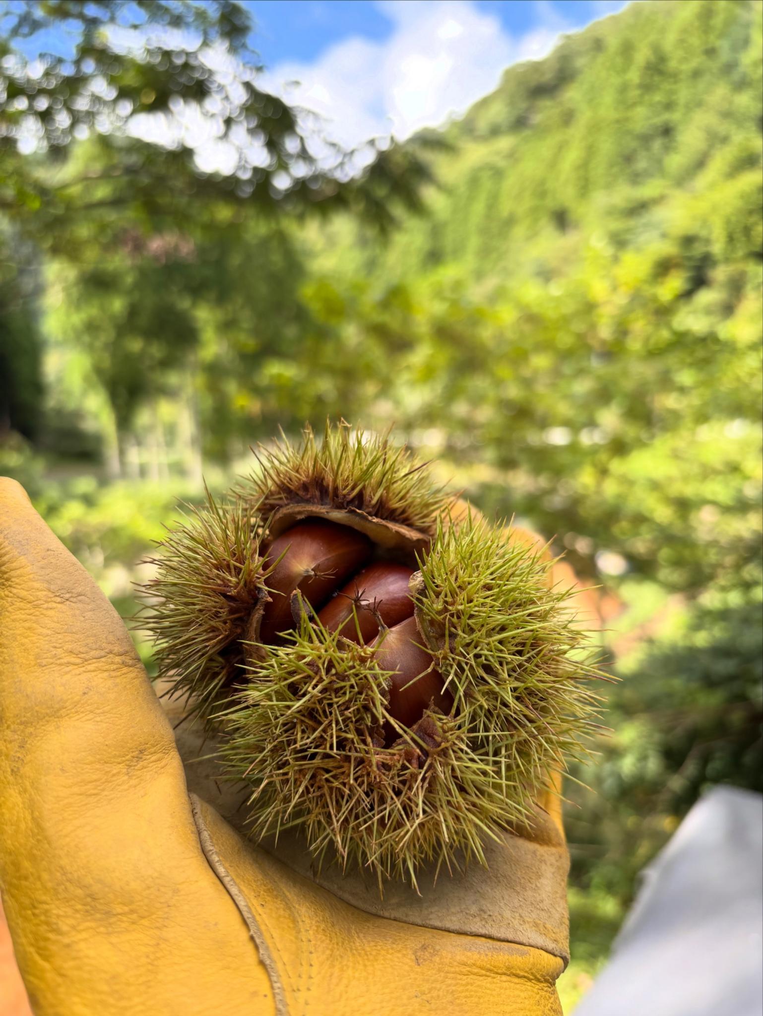 秋は栗の季節✨