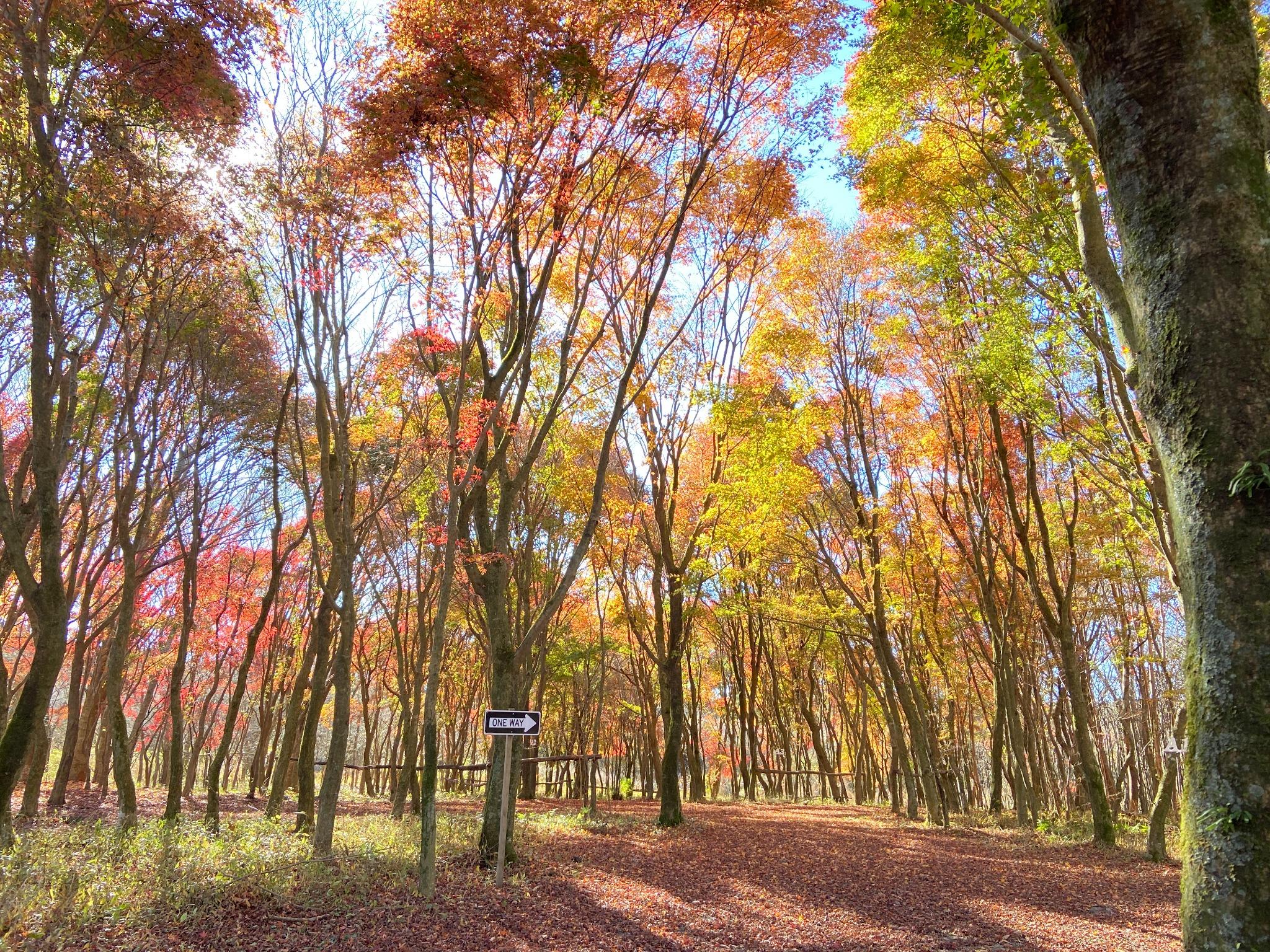 10月後半から11月にかけてサイト内紅葉します