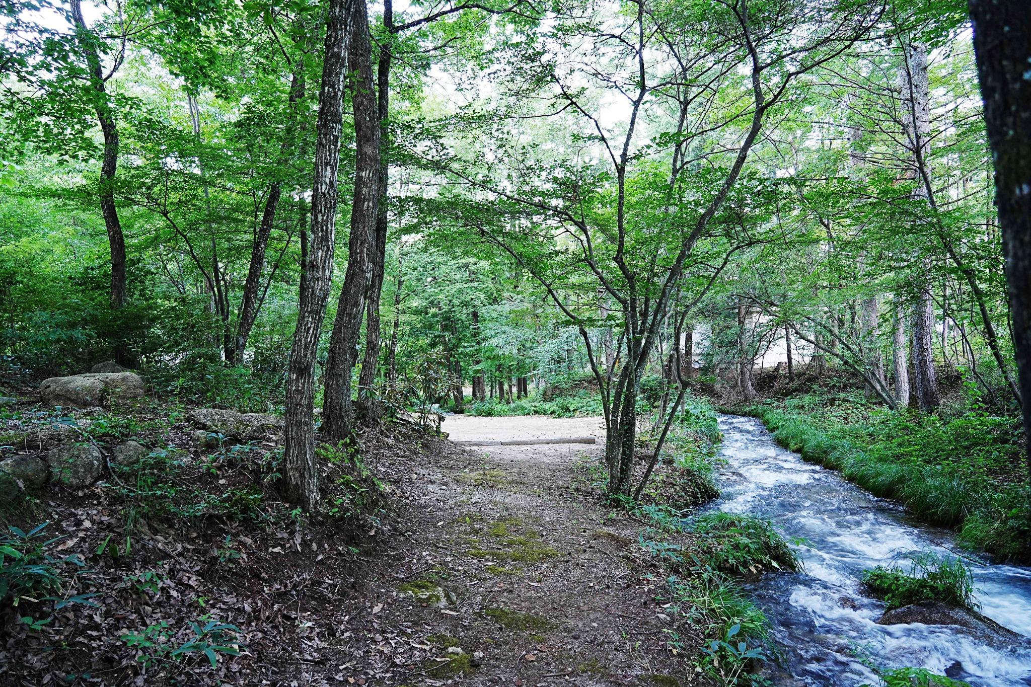 遊歩道と清流