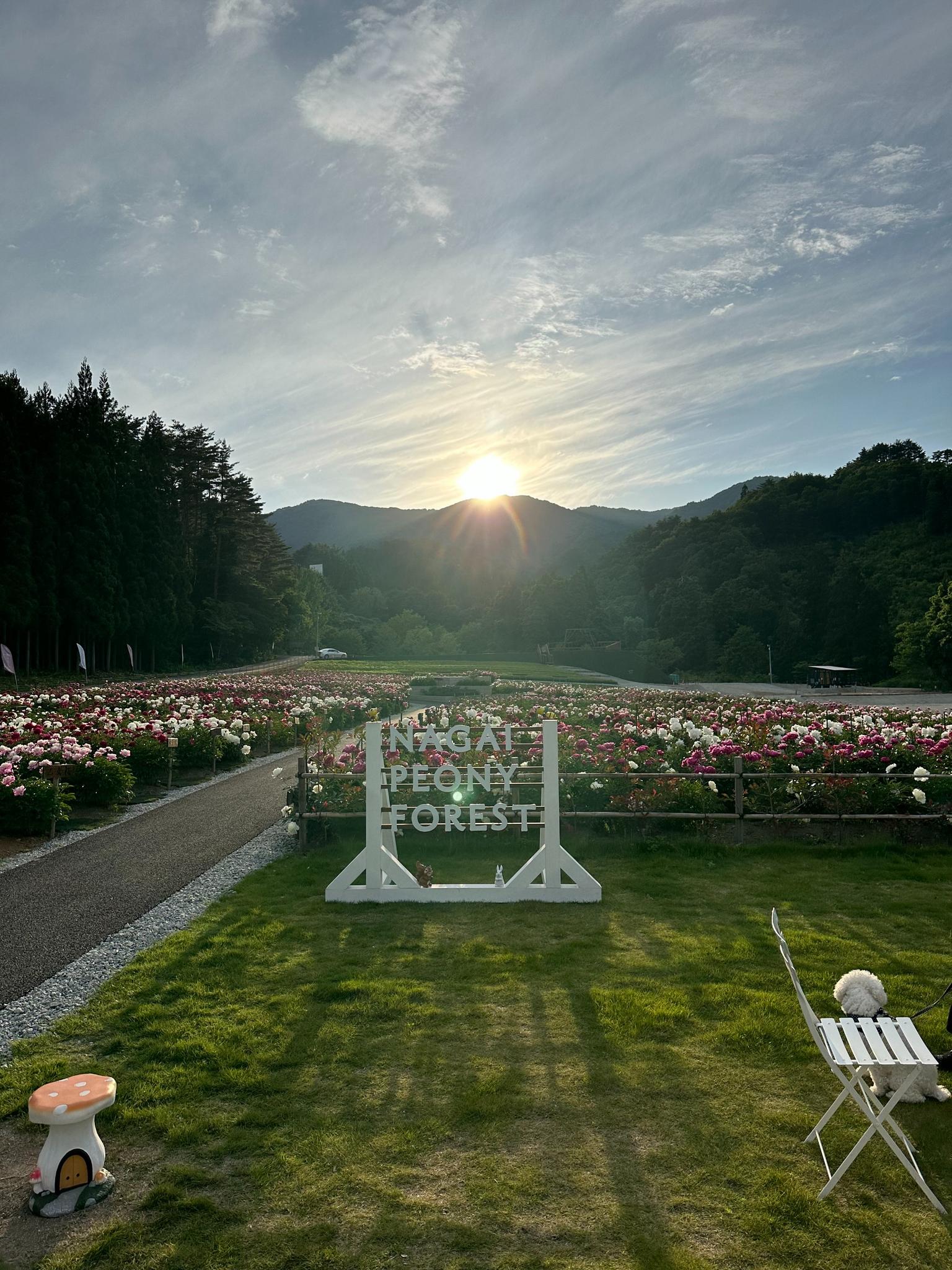 芍薬公園