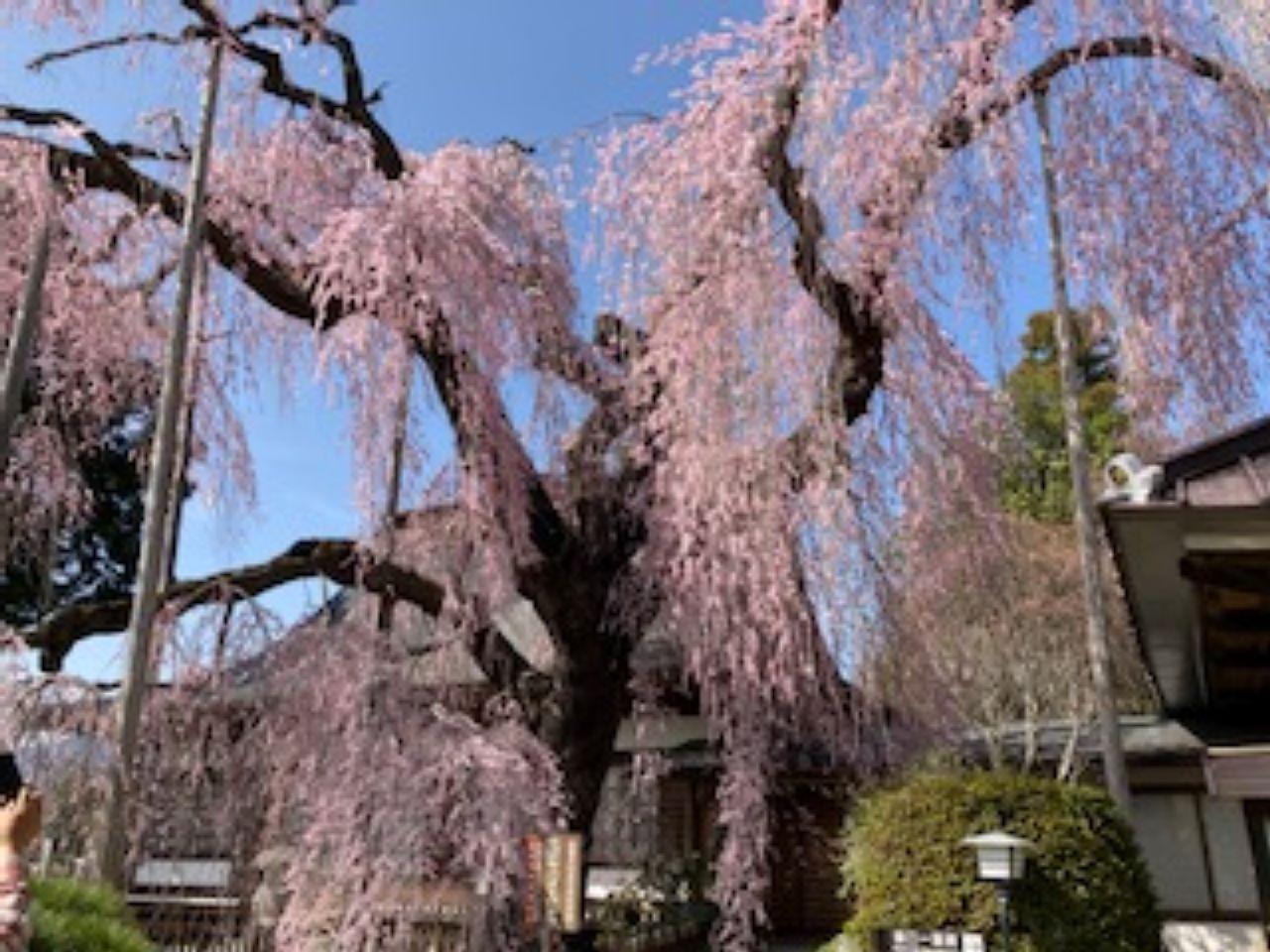 慈雲寺のイトサクラ