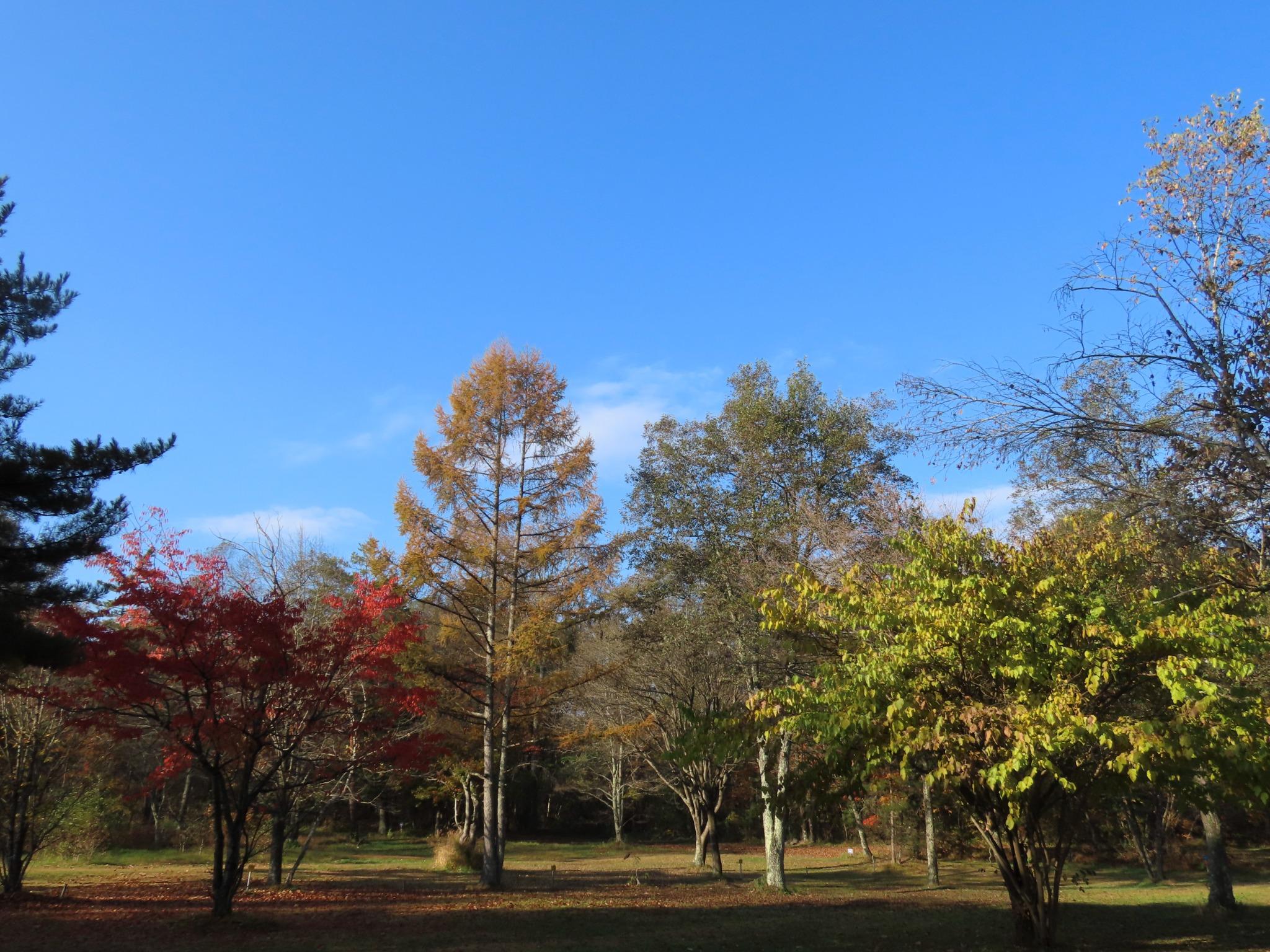 秋の紅葉（10月中旬〜下旬ごろ）