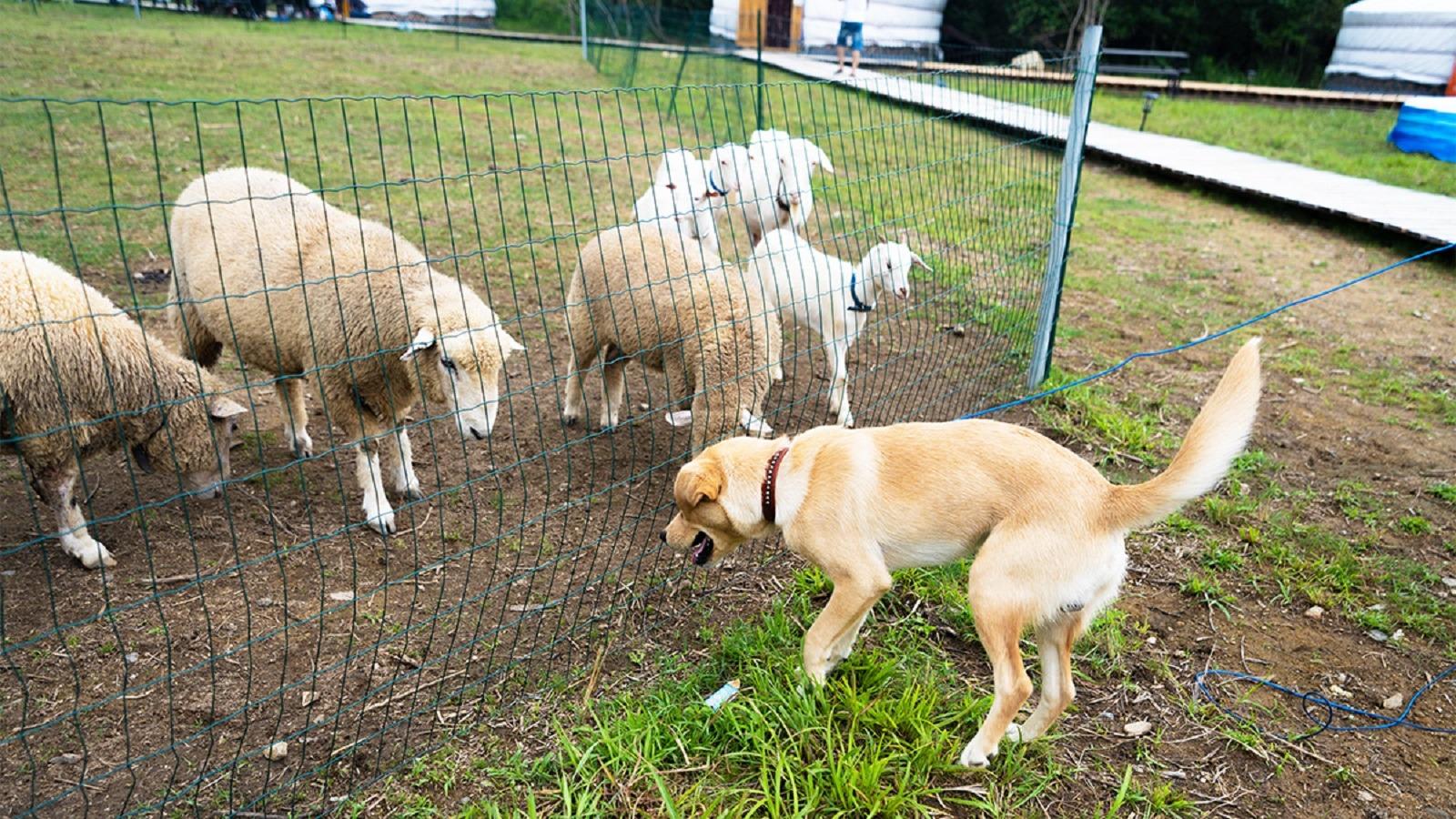 ヒツジやヤギ、ポニーなどの動物とも 触れ合える広場を備えています。