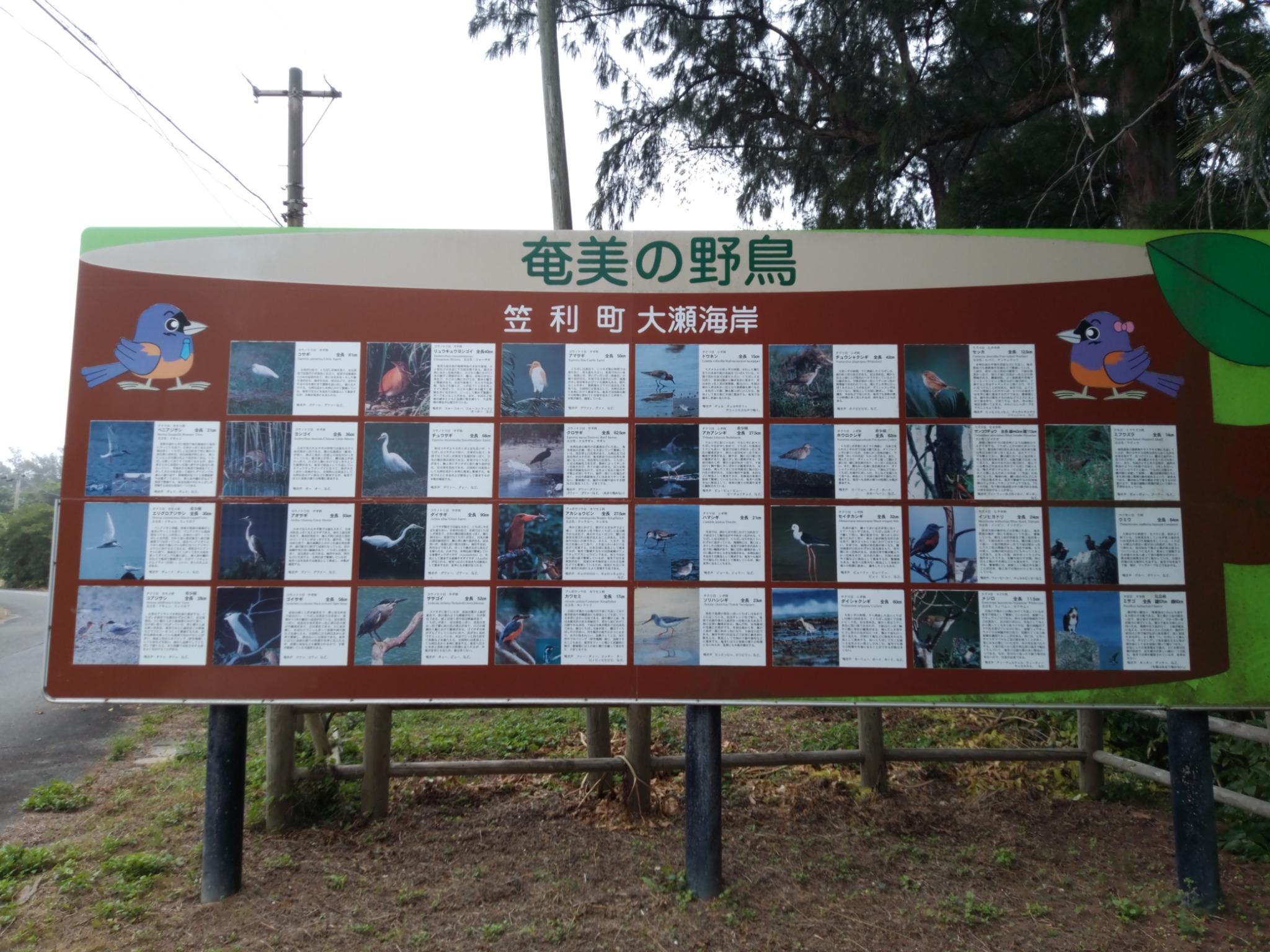海岸は野鳥の渡来地