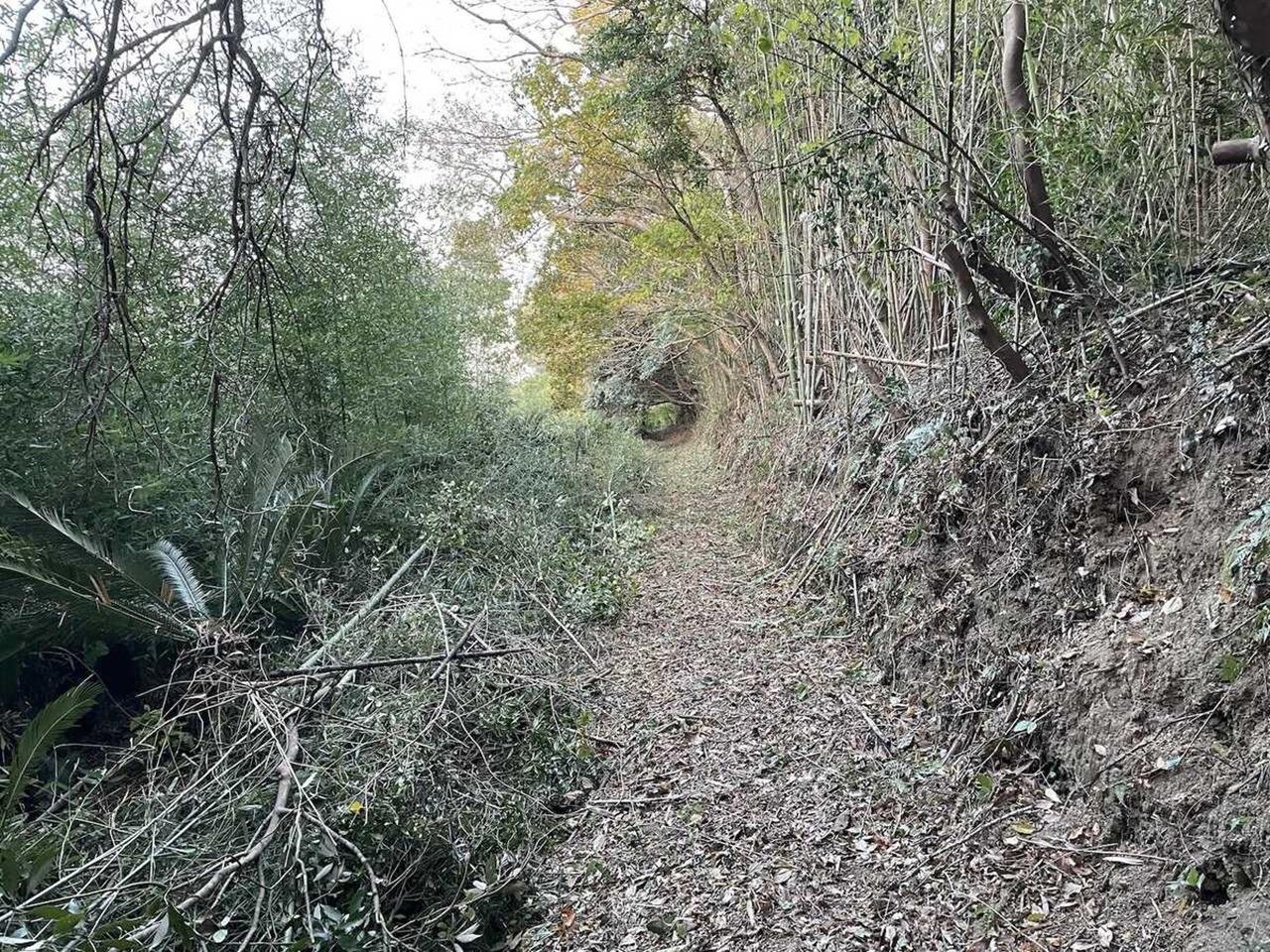 池の周りは林道になっており散歩コースにぴったり！