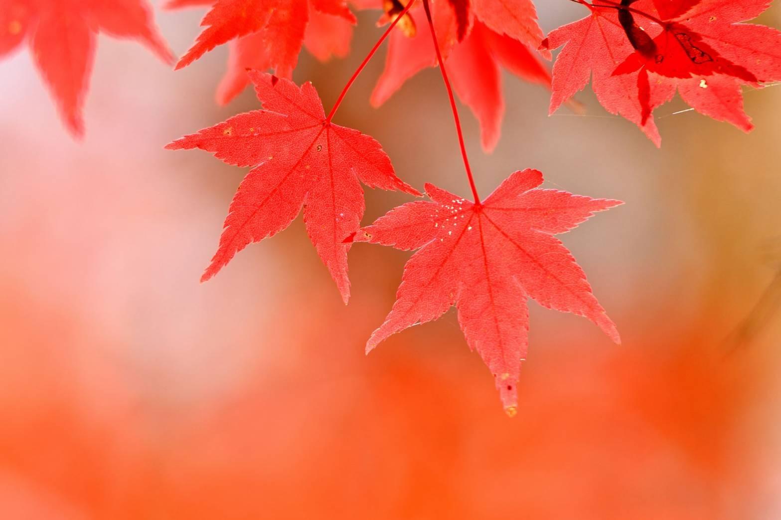 もみじ紅葉風景