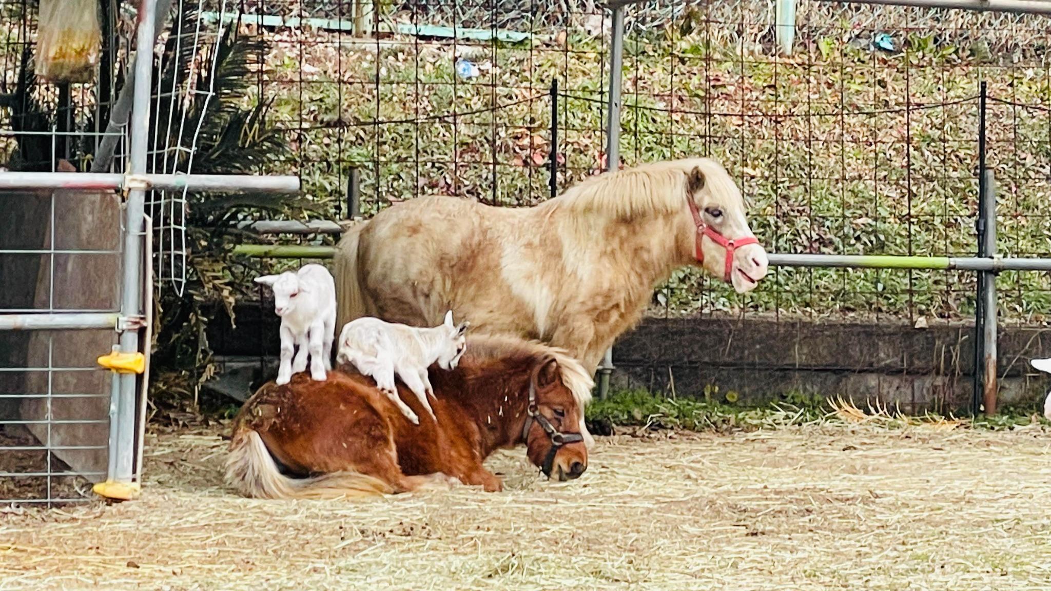 仲良し動物たち