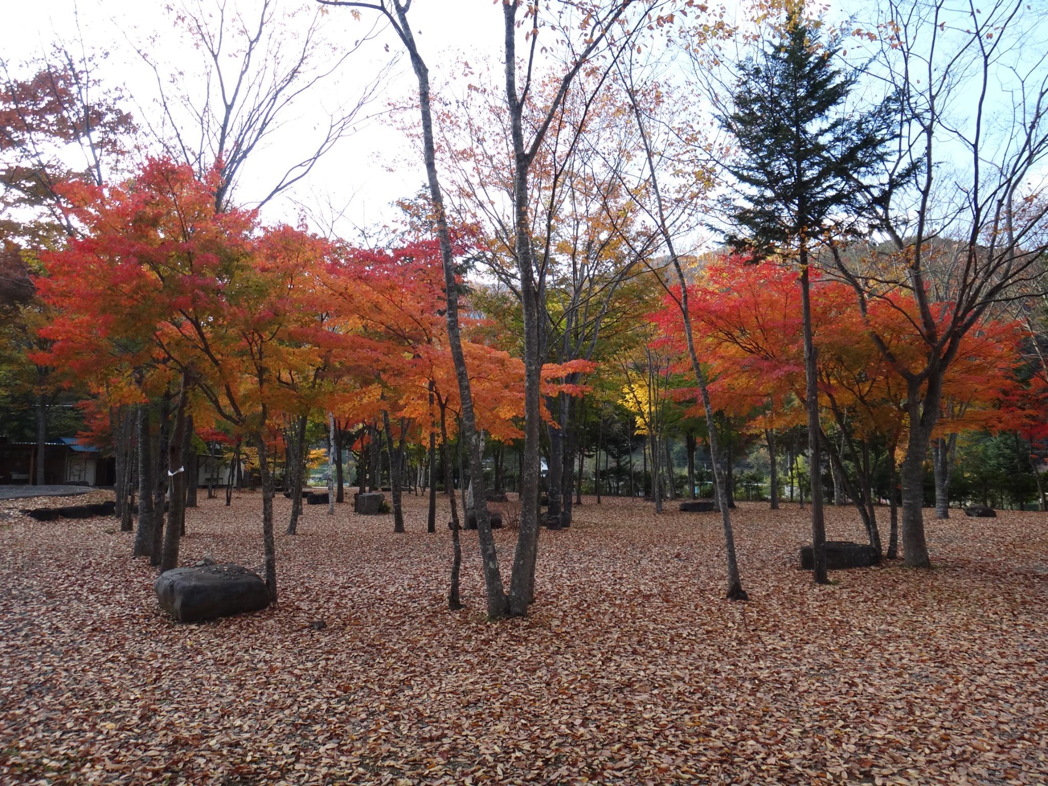 紅葉