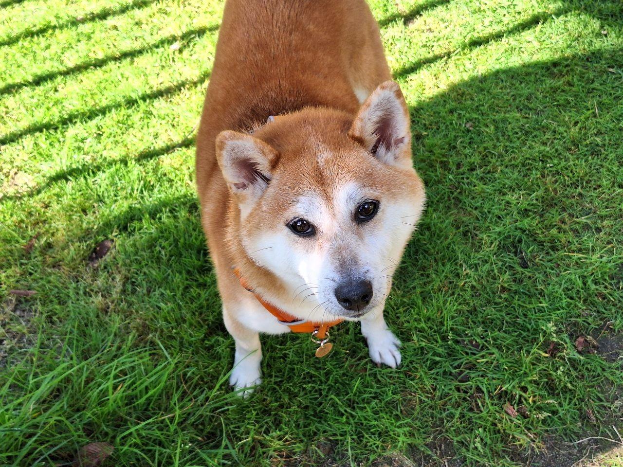 八重ちゃん　上から写真すいません