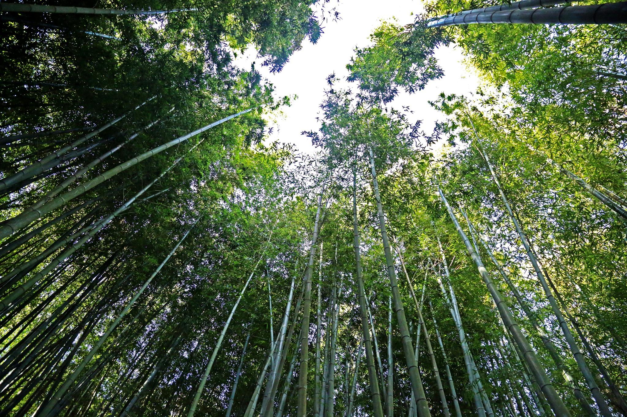 竹林に囲まれた涼しい空間