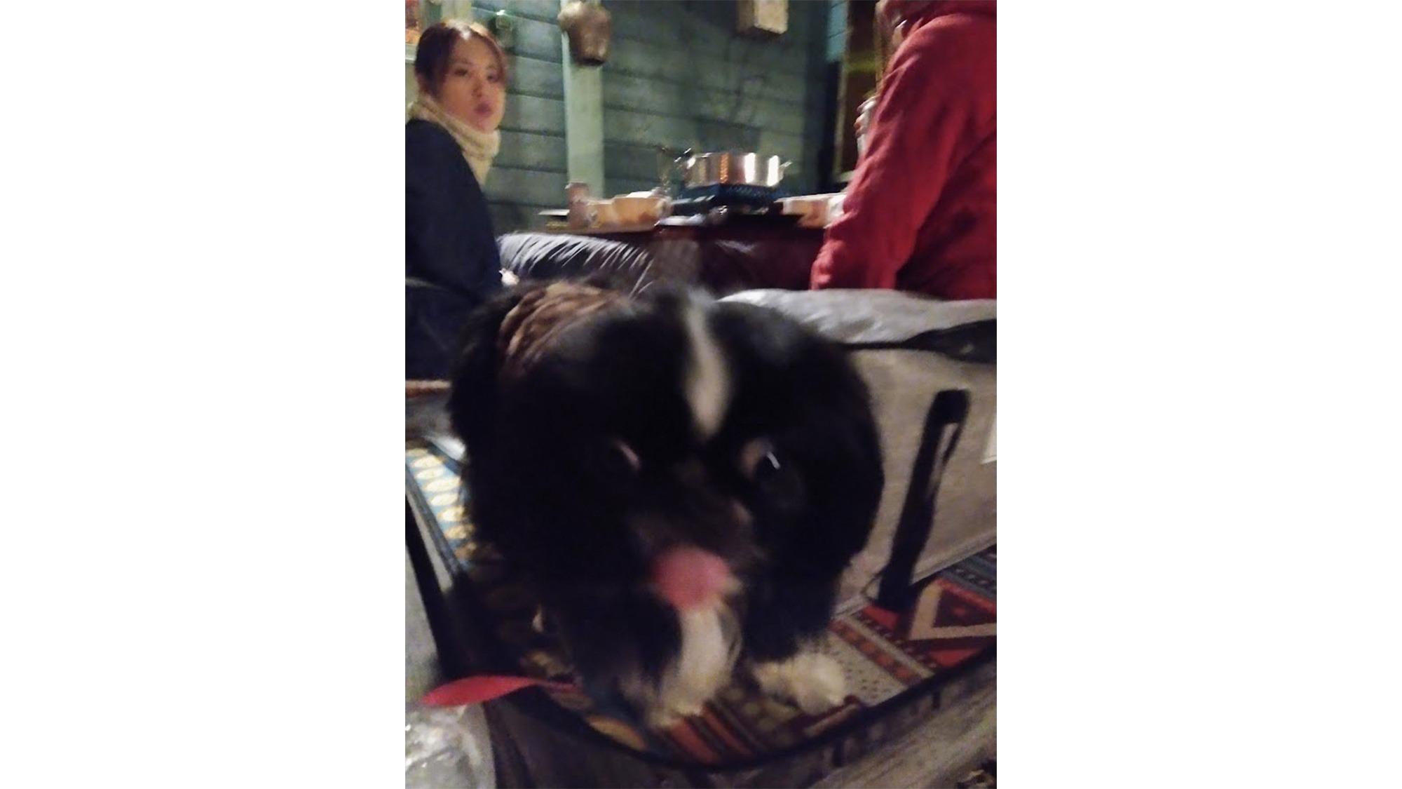 ・【こたつ】ワンちゃんもこたつに大はしゃぎ