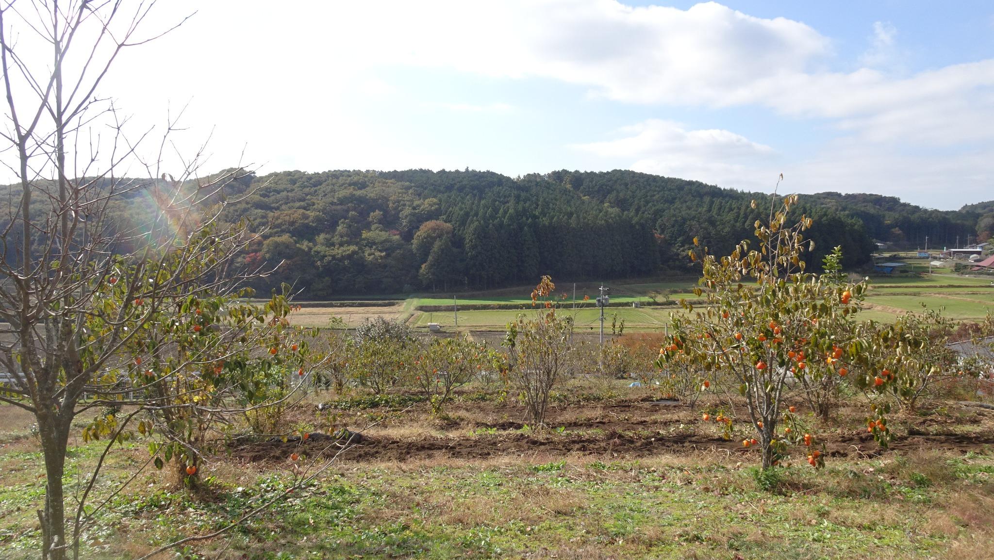 田園風景