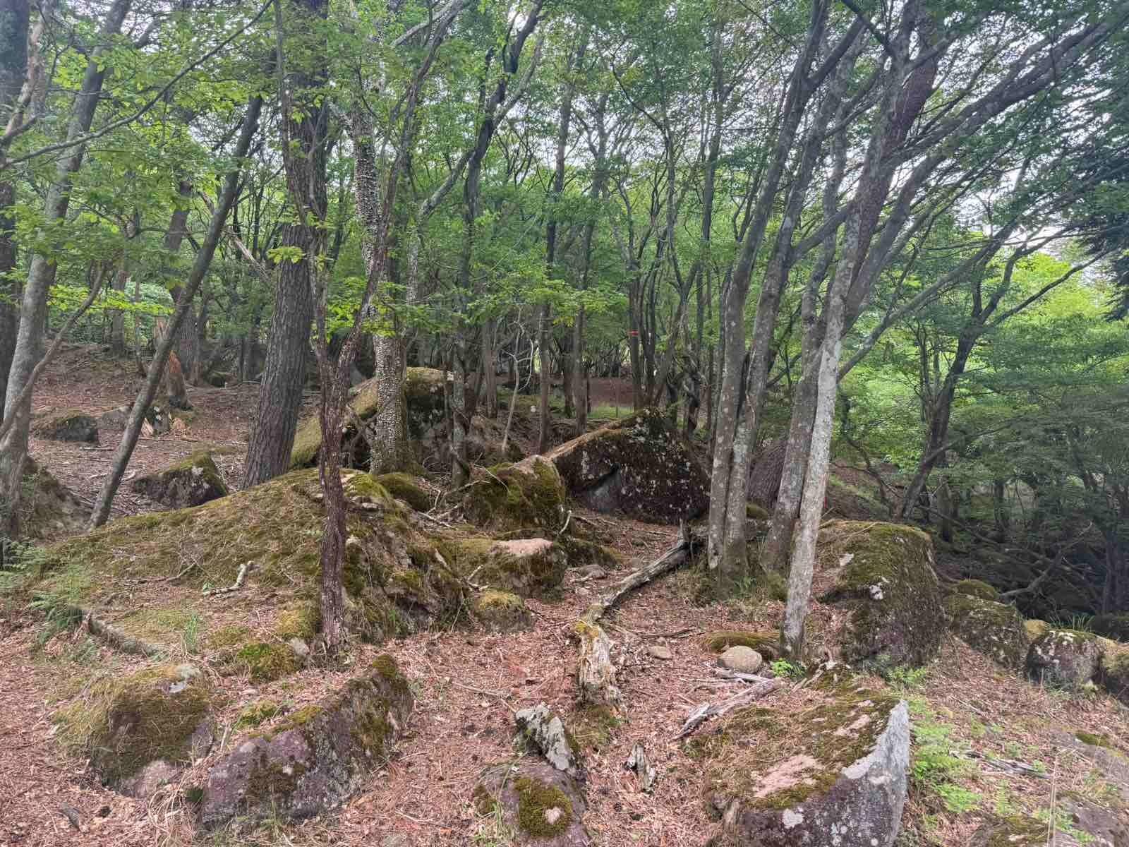 【トトロの森】ハンモック、遊具などで遊べる