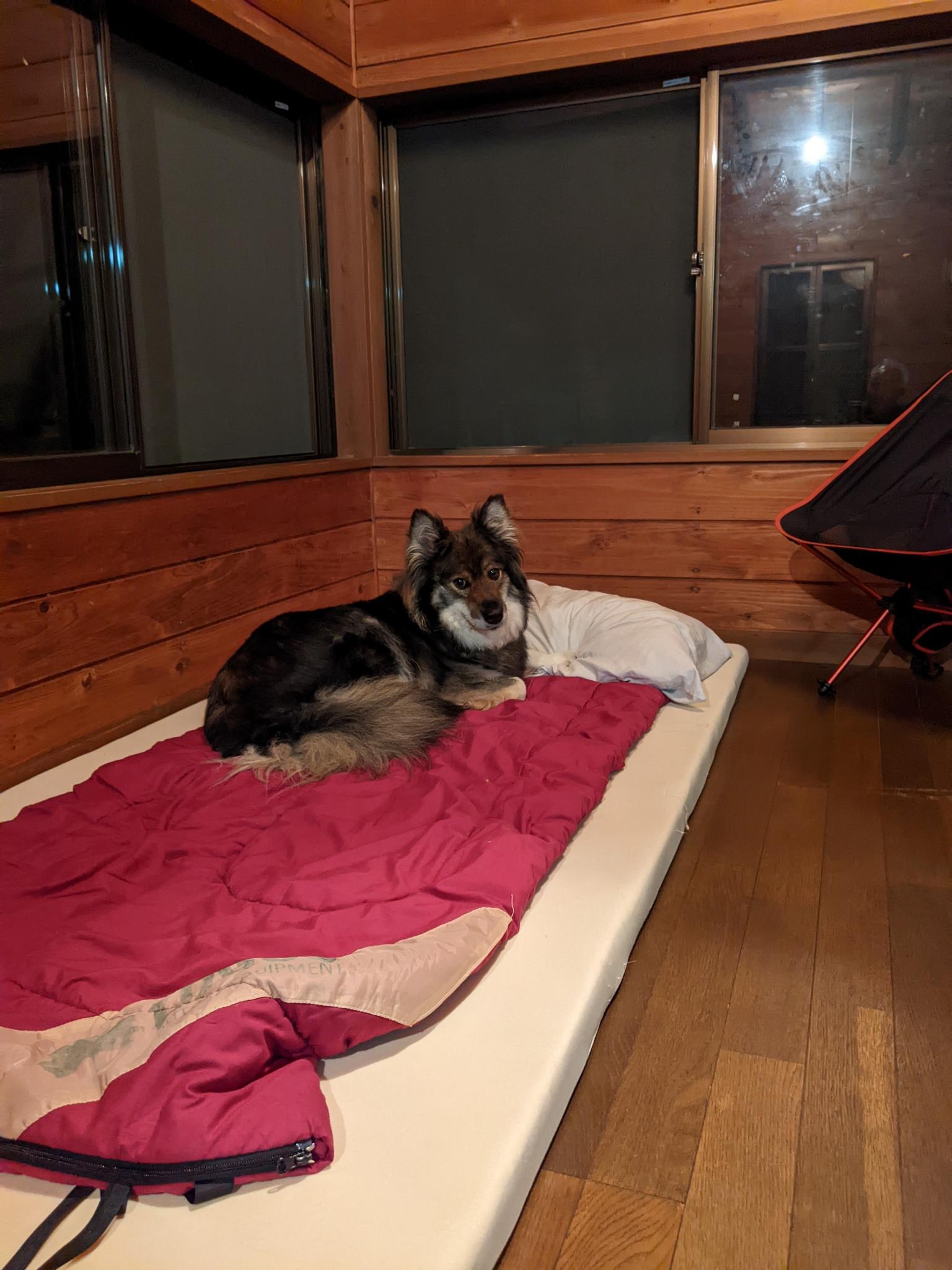 ハイジのキャンプ dog(yukko) - 容器