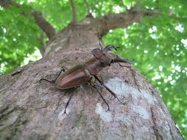 くぬぎの森オートキャンプ場（休暇村 帝釈峡）｜楽天トラベルキャンプ