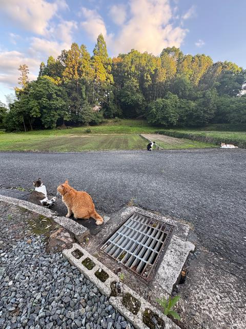 古民家キャンプ場 NYANKO BASE｜楽天トラベルキャンプ