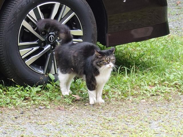 ふなっしー　スマートキャンバス 2025デビューした軽キャンパー『シーバス-CatBUS』ナッツ公式サイトに