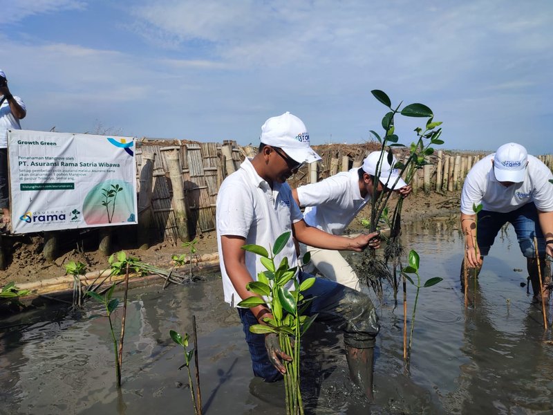 Asuransi Rama Tanam Pohon Mangrove 2022