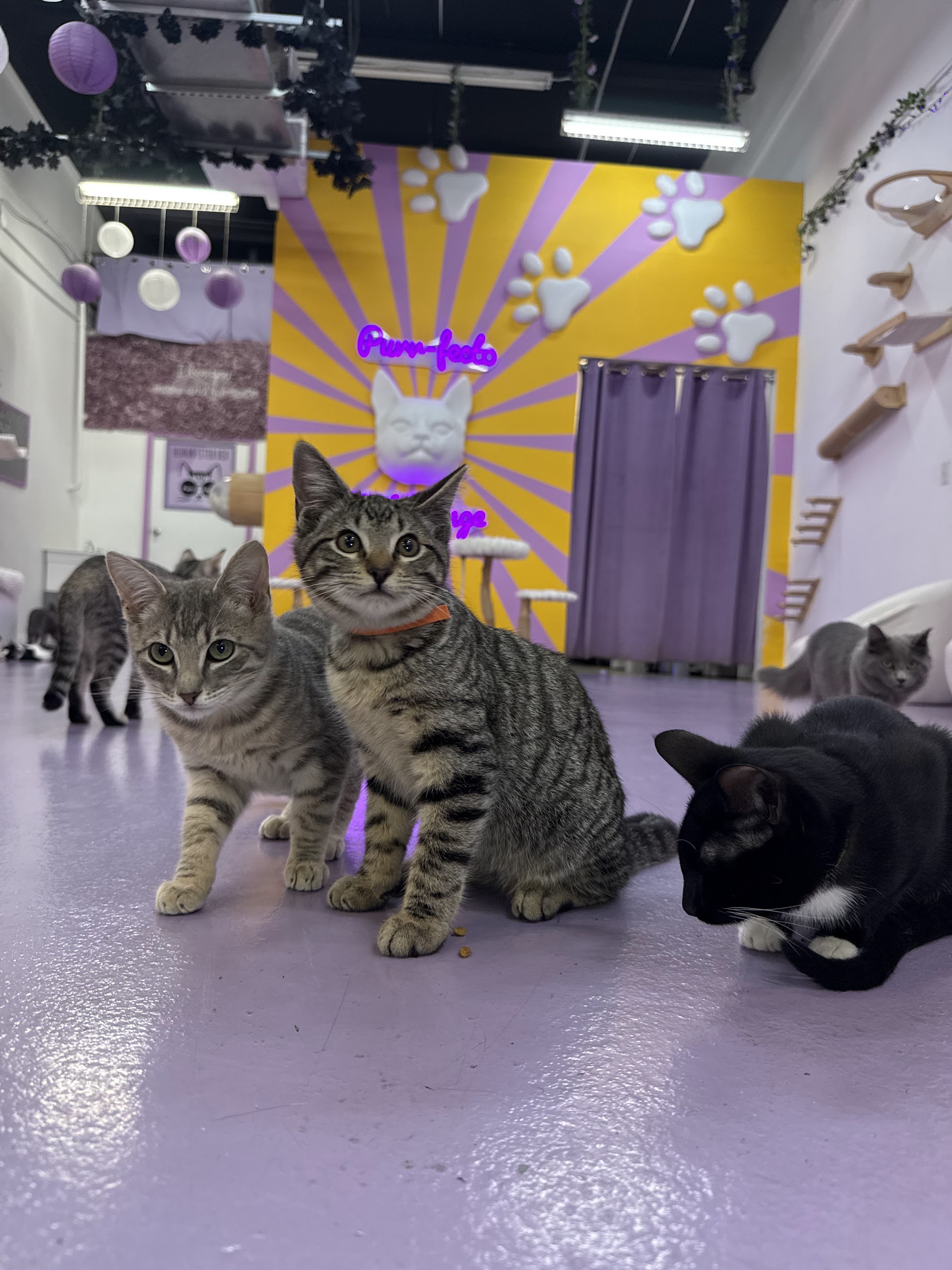 Purr-fecto Cat Lounge