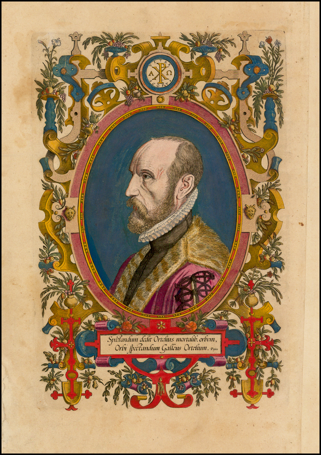 rue ortelius