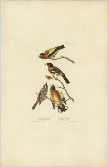 12-Natural History & Science Map By John James Audubon / Robert Havell, Jr.