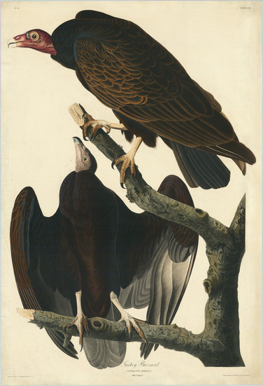 5-Natural History & Science Map By John James Audubon  &  Robert Havell, Jr.