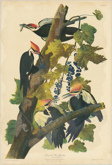 Pileated Woodpecker, Picus Pileatus. Plate 257.