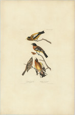 Natural History & Science Map By John James Audubon / Robert Havell, Jr.