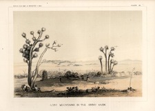 Southwest and California Map By U.S. Pacific RR Surveys