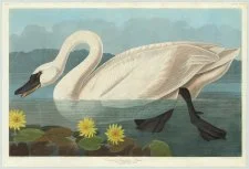 The Whistling Swan] No 83. PLATE CCCCXI. Common American Swan