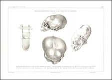 Curiosities Map By Eugene Duflot De Mofras