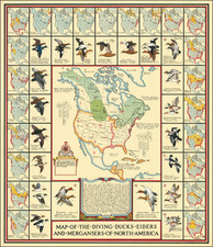 Map of the Diving Ducks, Eiders, and Mergansers of North America By Richard E. Bishop