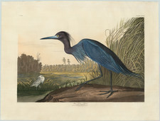 South Carolina and Natural History & Science Map By John James Audubon  &  Robert Havell, Jr.