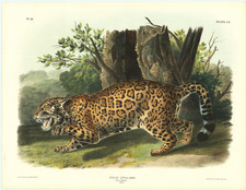 Felis Onca, Linn. The Jaguar. Female
