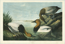 Natural History & Science Map By John James Audubon  &  Julius Bien