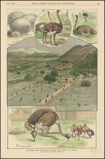 California -- The Kenilworth Ostrich Farm Near Los Angeles