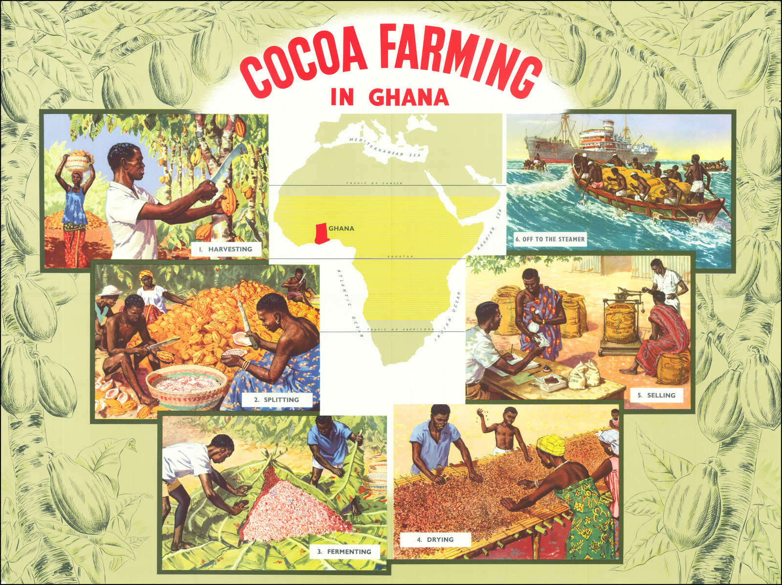 Cocoa Farming In Ghana