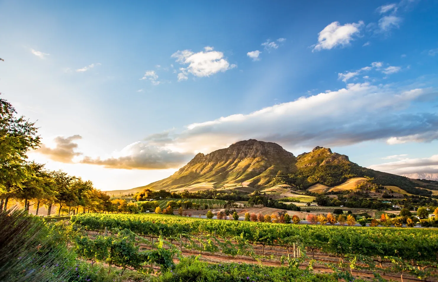 Wine region near Stellenbosch looking at Simonsberg in South Africa