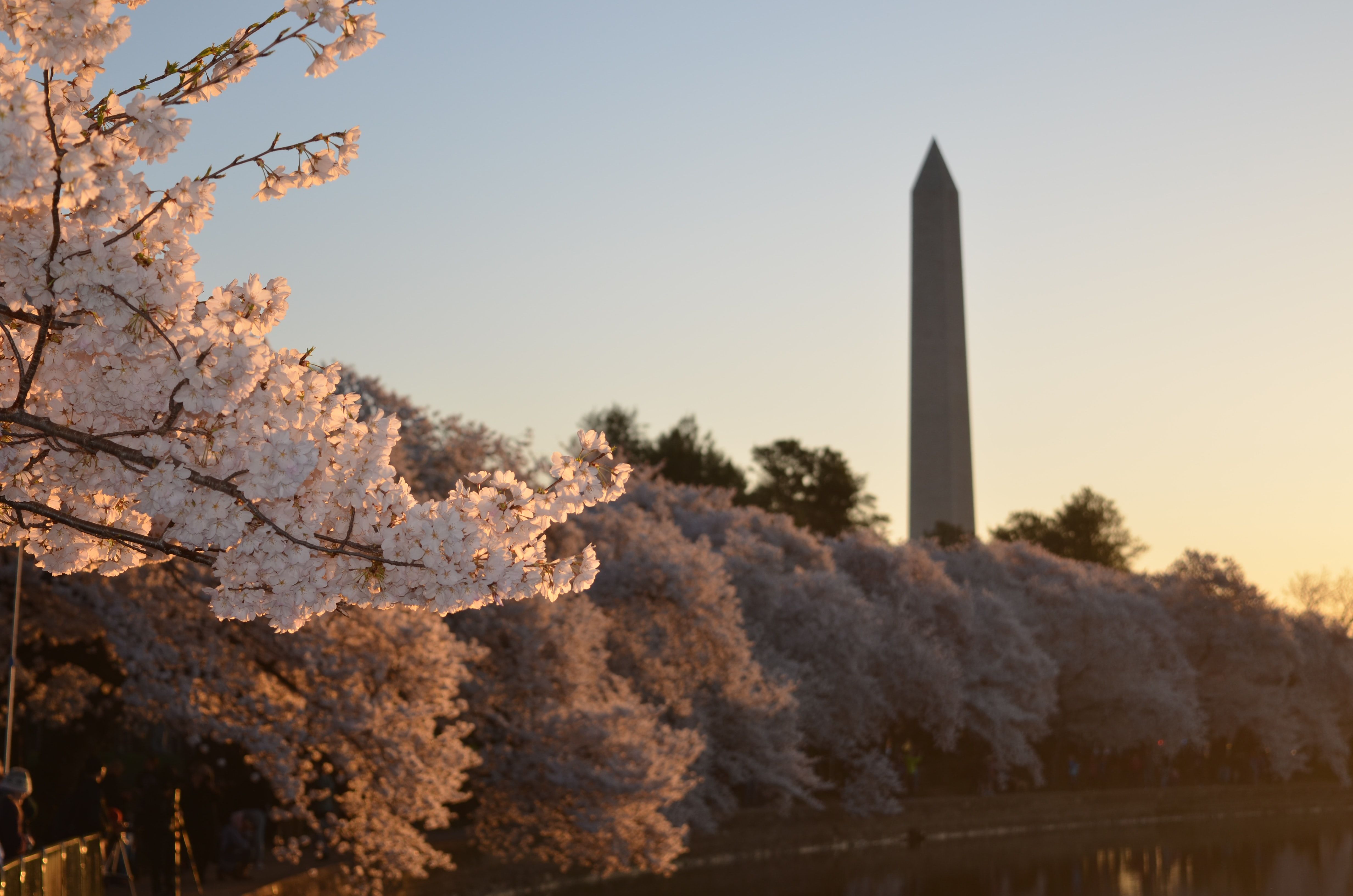 RatePunk National cherry blossom festival in Washington