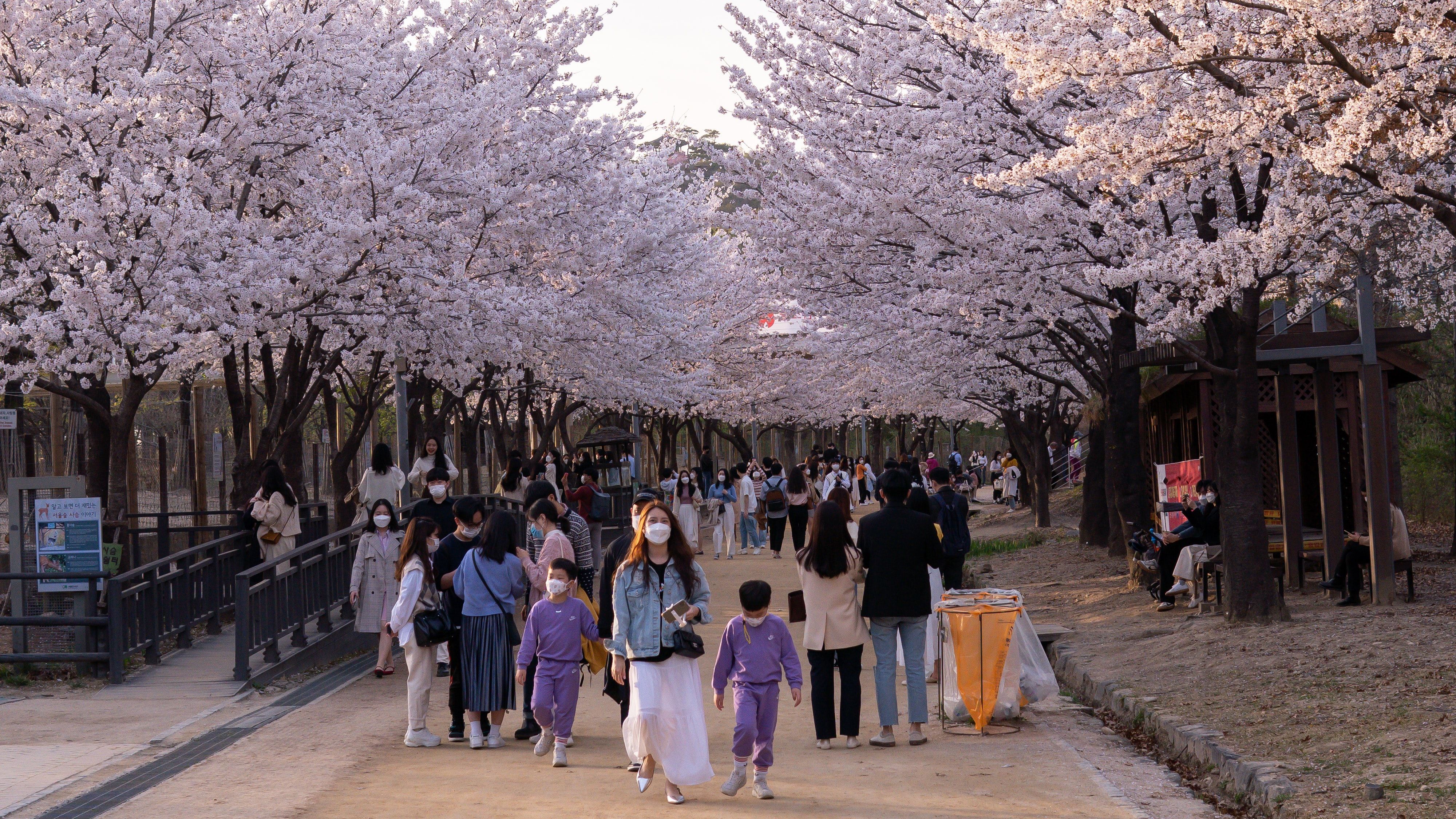 Hanami Cherry blossom festival in Japan 2023 RatePunk