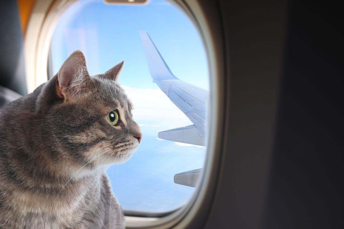 A tabby cat looking out an airplane window at the wing.