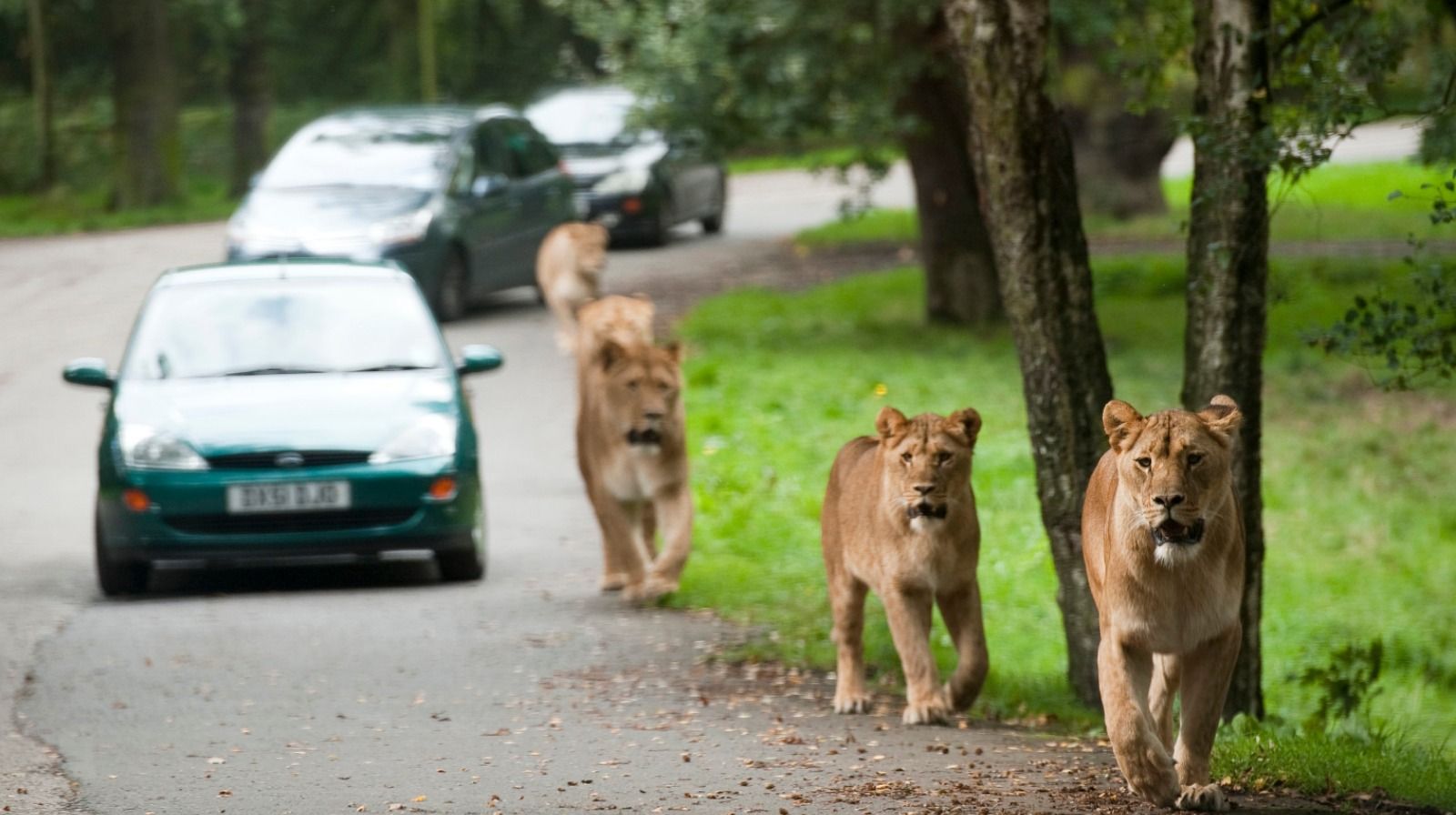 Knowsley Safari Park in Liverpool, RatePunk