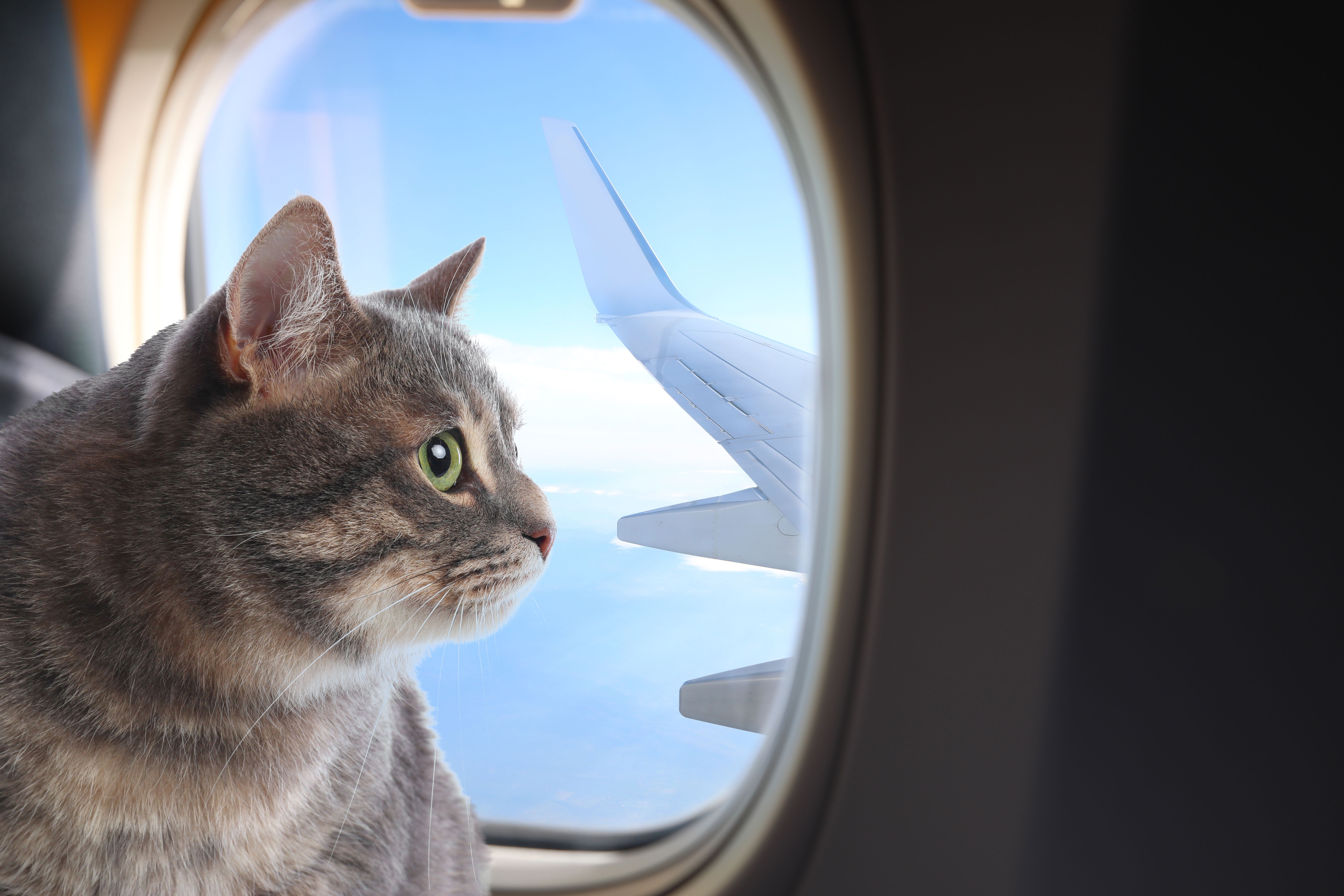 Delta vs united - pet friendly option - ratepunk