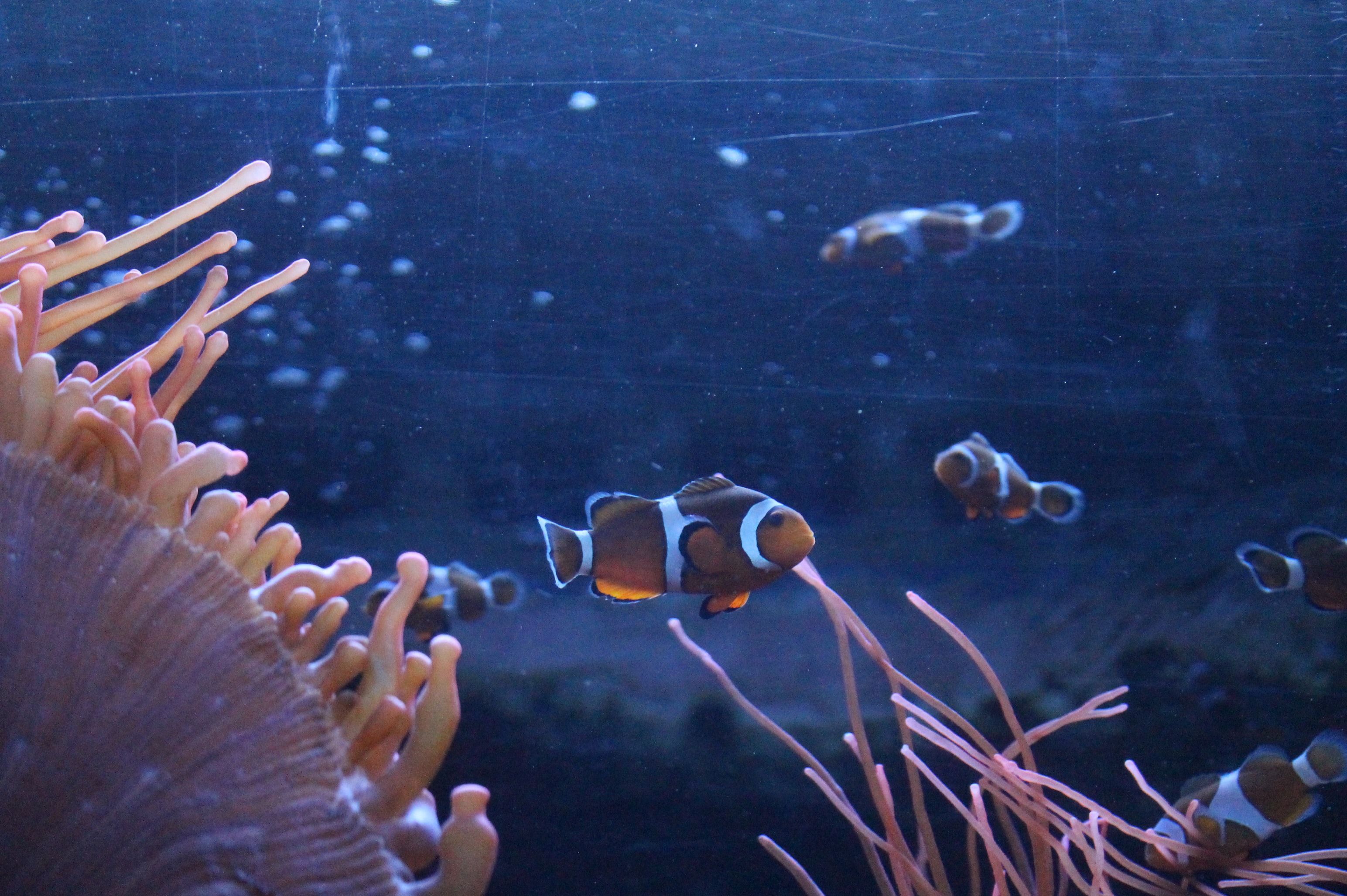 Sea life aquarium in brighton