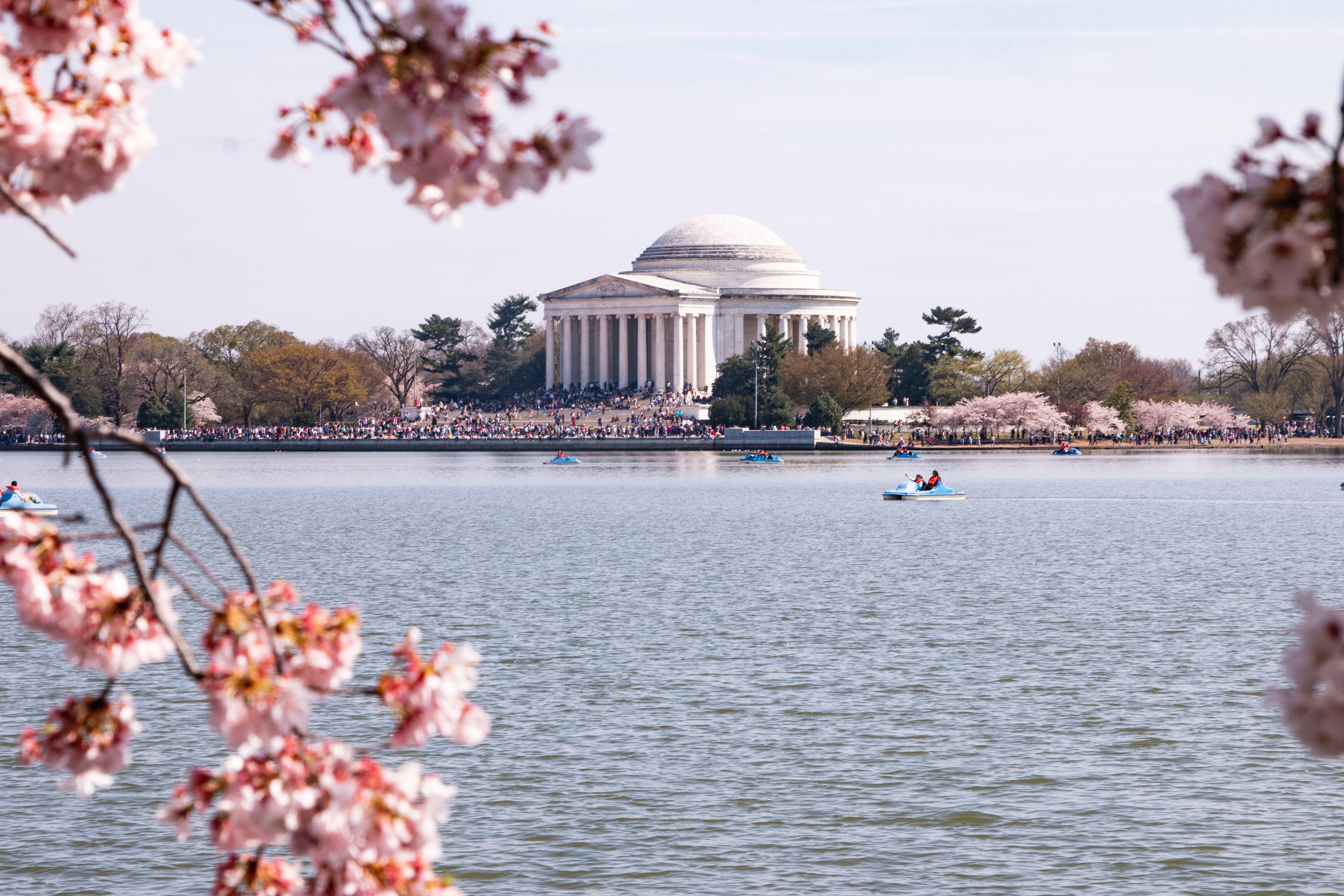 How to See Washington, D.C. Cherry Blossoms in 2023 - AFAR