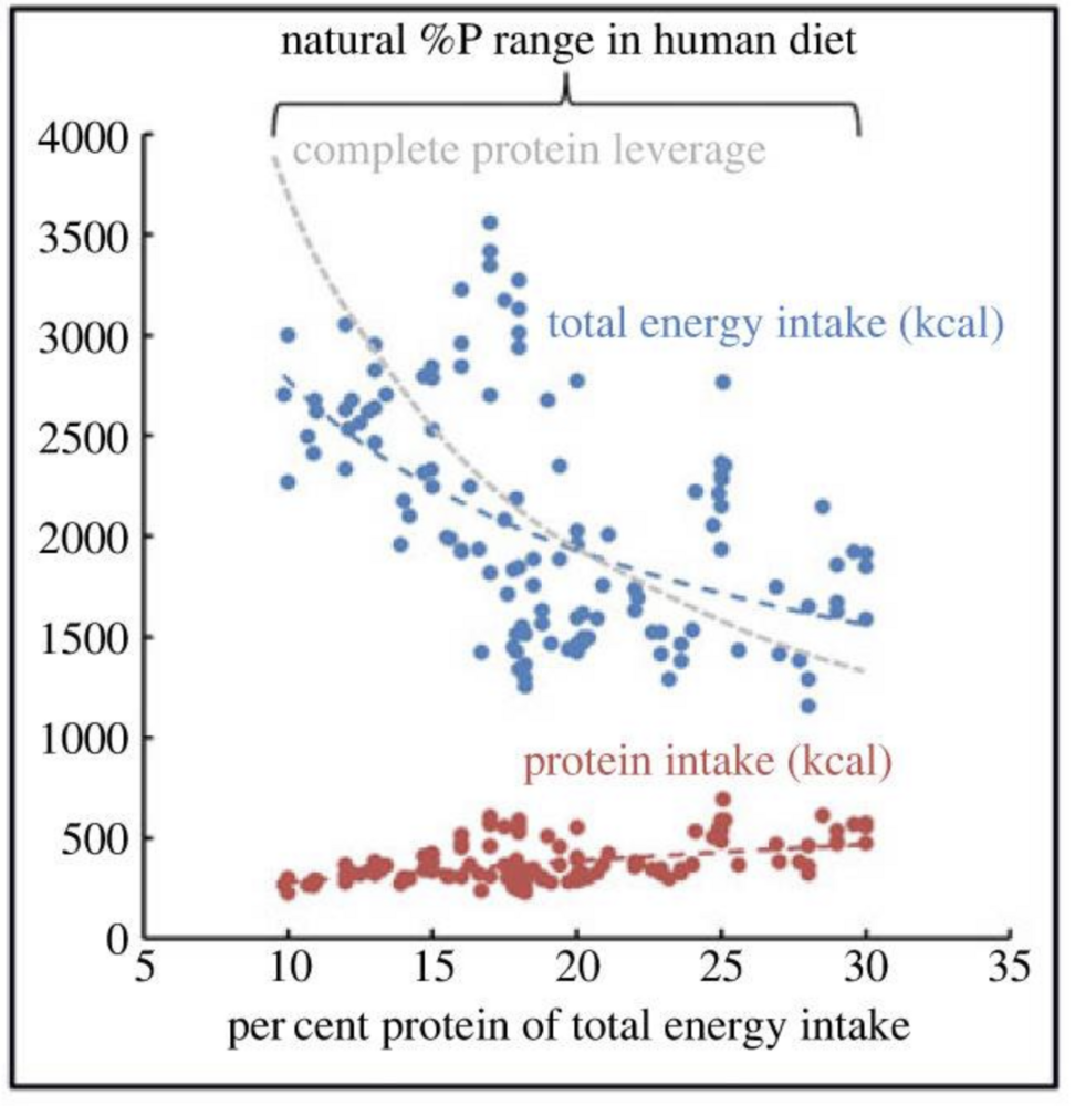 protein leverage hypothesis