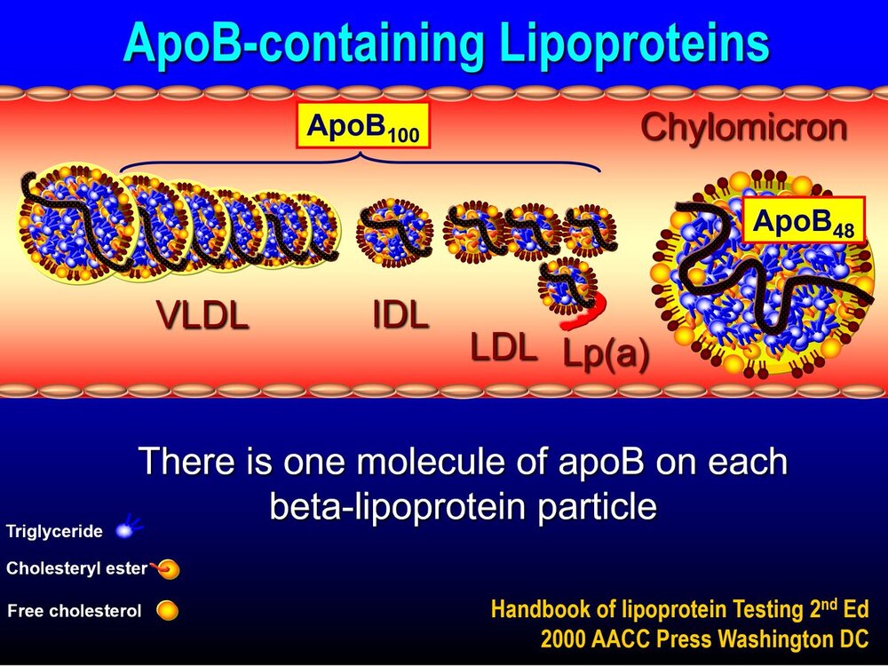 ApoB-containing Lipoproteins
