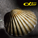 Alfa-Tur. Biuro turystyczno - pielgrzymkowe - logo