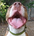 Angel City Pit Bulls - logo